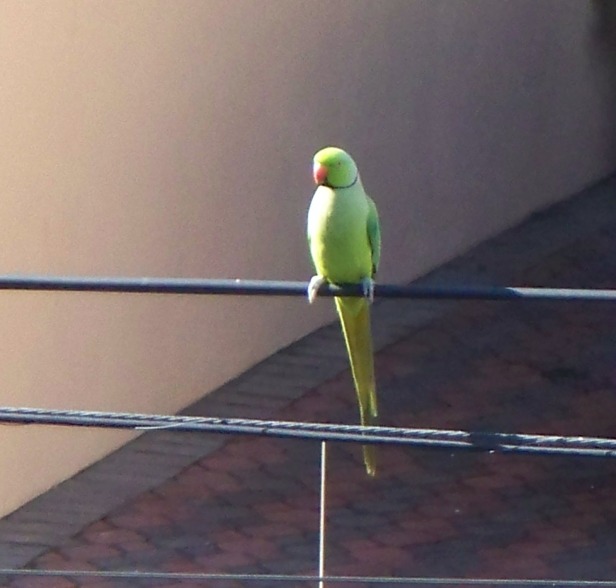 Green Ringneck Parrot